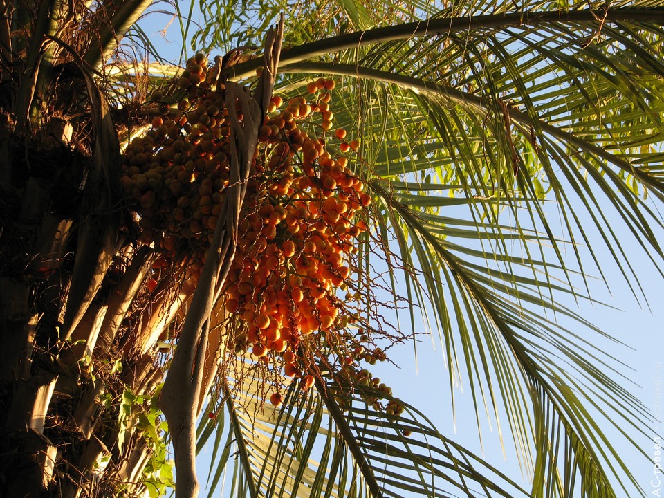Пальмы усыпаны зрелыми плодами. Отдых в Абхазии в бархатный сезон
