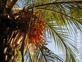 Пальмы усыпаны зрелыми плодами. Отдых в Абхазии в бархатный сезон