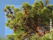 Множество хвойных растений, несколько видов сосен с очень длинными иголками и крупными шишками. Отдых в Абхазии в бархатный сезон