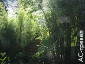 Бамбук в Абхазии в статусе сорного растения, его 4 вида могут образовывать настоящие заросли. Отдых в Абхазии в бархатный сезон
