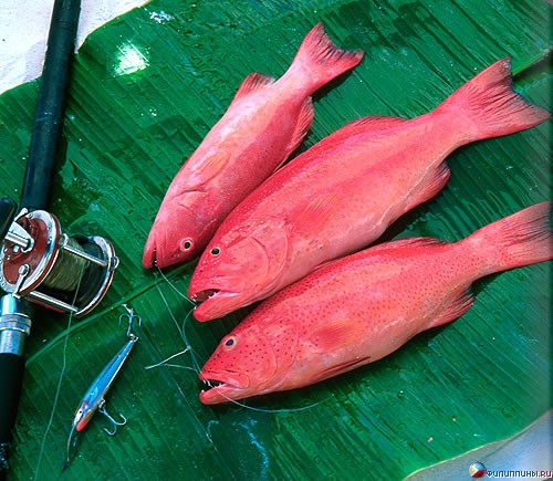 ������� �������. ����� Amanpulo, ���������