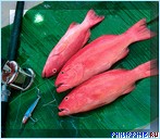 ������� �������. ����� Amanpulo, ���������