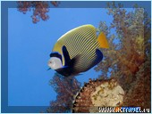   -,  Club Med El Gouna Mer Rouge