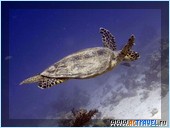   -,  Club Med El Gouna Mer Rouge