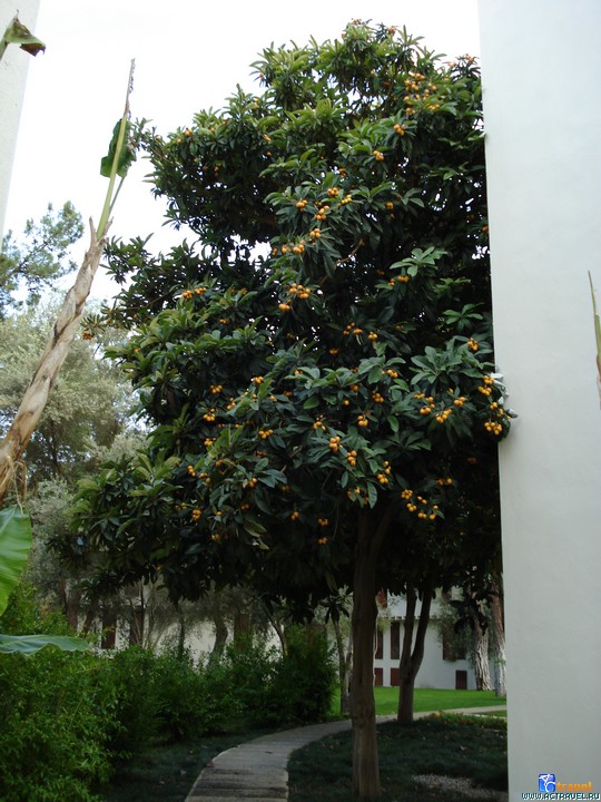������� Club Med Palmiye, ������
