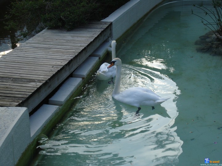 ������� Club Med Palmiye, ������