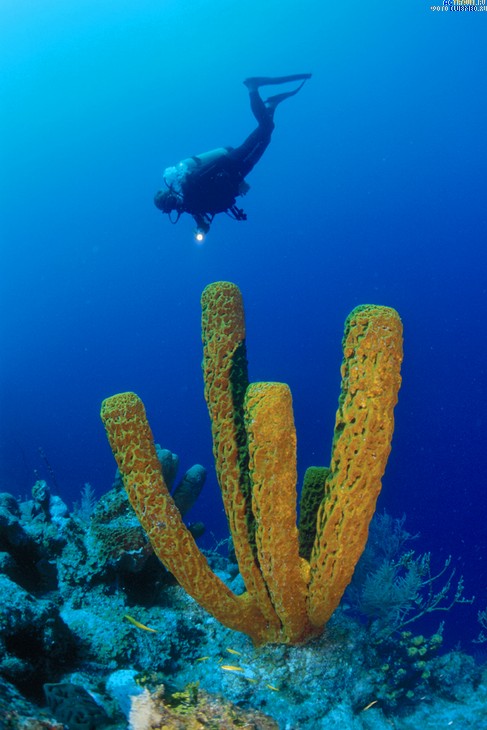  Club Med Turquoise, Ҹ  