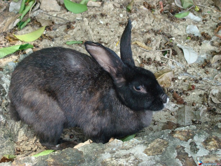 ����� Club Noah Isabelle