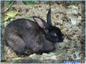 ����� Club Noah Isabelle