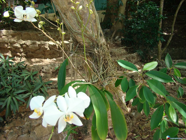 ����� Club Noah Isabelle