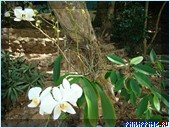 ����� Club Noah Isabelle