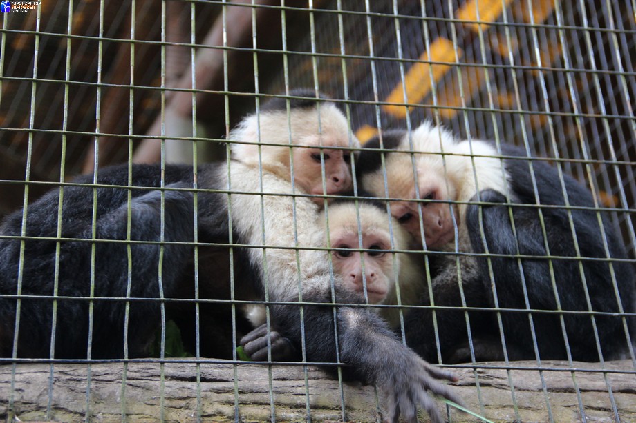 Тур по Коста-Рике. Приматы Нового Света весьма своеобразны. Классификаторы считают обезьянок-капуцинов неразвитыми по сравнению с обезьянами Старого Света, но именно у них (и еще у прогрессивных шимпанзе) отмечено использование орудий труда в естественных условиях