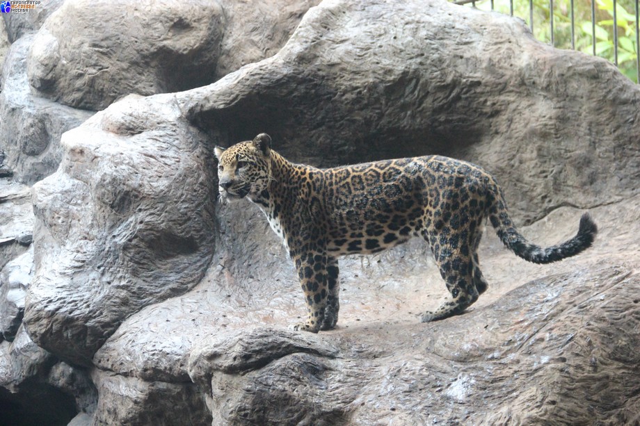 Тур по Коста-Рике. Ягуар — крупнейший хищник семейства кошачьих в Америке. Он очень похож на леопарда Старого Света, но значительно крупнее и носит на шкуре пятна другой формы — в виде цветка