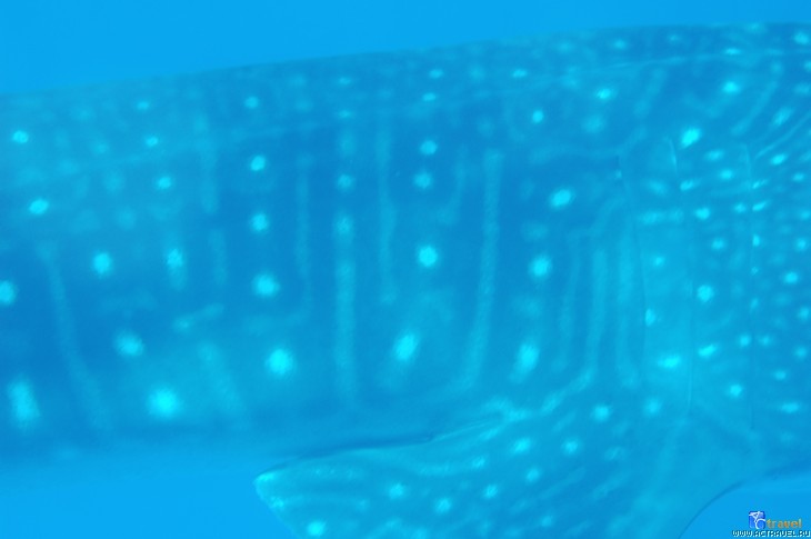Китовая акула, вид сбоку