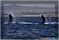 Синхронное плавание китов