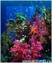 Мягкие кораллы. Дайв-сафари на борту Fiji Aggressor II, Фиджи