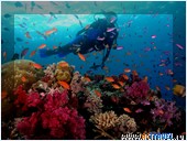 -   Fiji Aggressor II, 