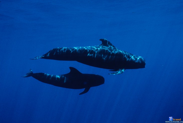 -  ,  Kona Aggressor II