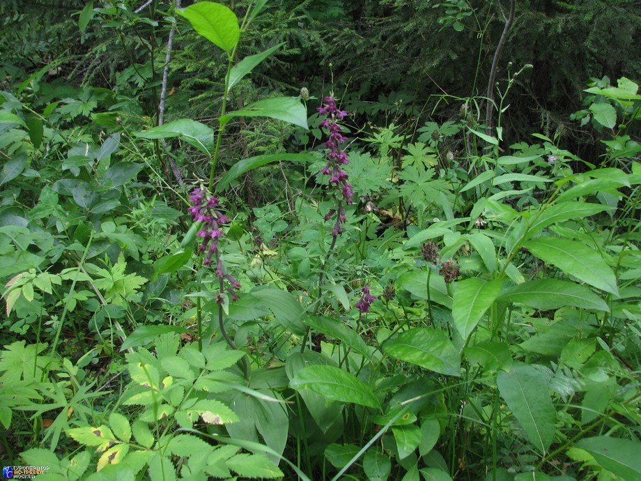 В заповеднике произрастает множество северных орхидей, все из них находятся под охраной. Из цветущих нам чаще всех попадался дремлик темно-красный