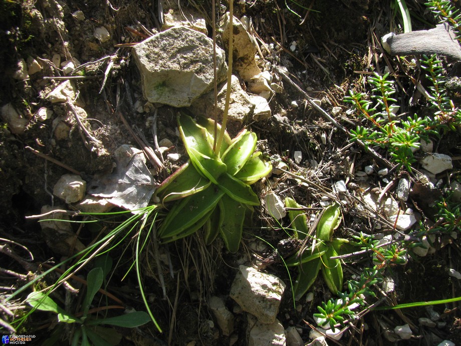 Под видом безобидной розетки листьев скрывается настоящий монстр. Это жирянка — насекомоядное растение. Каждый лист покрыт жирной слизью, приманивающей мелких насекомых. Стенки и слизь не дают насекомому сбежать, а ферменты, входящие в слизь, постепенно растворяют его тело. Лист сворачивается в трубочку и переваривает жертву