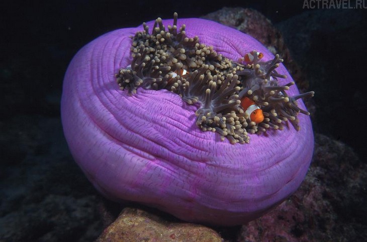 �������. ����� Mataking The Reef Dive Resort, ������ ��������, ���� �����, ��������