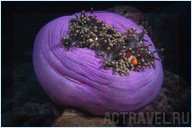 Дайвинг. Отель Mataking The Reef Dive Resort, остров Матакинг, штат Сабах, Малайзия