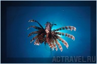 Дайвинг. Отель Mataking The Reef Dive Resort, остров Матакинг, штат Сабах, Малайзия