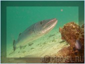 Дайвинг. Отель Mataking The Reef Dive Resort, остров Матакинг, штат Сабах, Малайзия