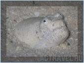 Дайвинг. Отель Mataking The Reef Dive Resort, остров Матакинг, штат Сабах, Малайзия