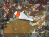 Дайвинг. Отель Mataking The Reef Dive Resort, остров Матакинг, штат Сабах, Малайзия