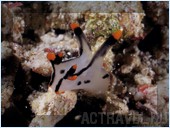 Дайвинг. Отель Mataking The Reef Dive Resort, остров Матакинг, штат Сабах, Малайзия