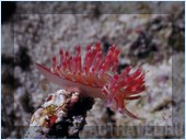 Дайвинг. Отель Mataking The Reef Dive Resort, остров Матакинг, штат Сабах, Малайзия