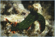 Дайвинг. Отель Mataking The Reef Dive Resort, остров Матакинг, штат Сабах, Малайзия