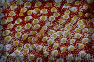 Дайвинг. Отель Mataking The Reef Dive Resort, остров Матакинг, штат Сабах, Малайзия