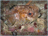 Погружение. Отель Mataking The Reef Dive Resort, остров Матакинг, штат Сабах, Малайзия