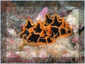 Погружение. Отель Mataking The Reef Dive Resort, остров Матакинг, штат Сабах, Малайзия