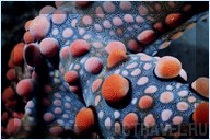 Голожаберник. Отель Mataking The Reef Dive Resort, остров Матакинг, штат Сабах, Малайзия