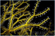 Погружение. Отель Mataking The Reef Dive Resort, остров Матакинг, штат Сабах, Малайзия