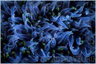 Погружение. Отель Mataking The Reef Dive Resort, остров Матакинг, штат Сабах, Малайзия