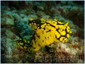 Погружение. Отель Mataking The Reef Dive Resort, остров Матакинг, штат Сабах, Малайзия