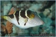 Погружение. Отель Mataking The Reef Dive Resort, остров Матакинг, штат Сабах, Малайзия