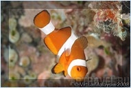 Погружение. Отель Mataking The Reef Dive Resort, остров Матакинг, штат Сабах, Малайзия