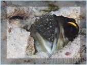 Погружение. Отель Mataking The Reef Dive Resort, остров Матакинг, штат Сабах, Малайзия