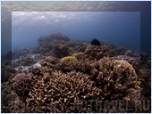 Погружение. Отель Mataking The Reef Dive Resort, остров Матакинг, штат Сабах, Малайзия