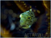 Погружение. Отель Mataking The Reef Dive Resort, остров Матакинг, штат Сабах, Малайзия