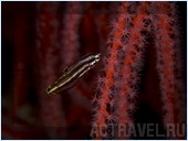 Погружение. Отель Mataking The Reef Dive Resort, остров Матакинг, штат Сабах, Малайзия