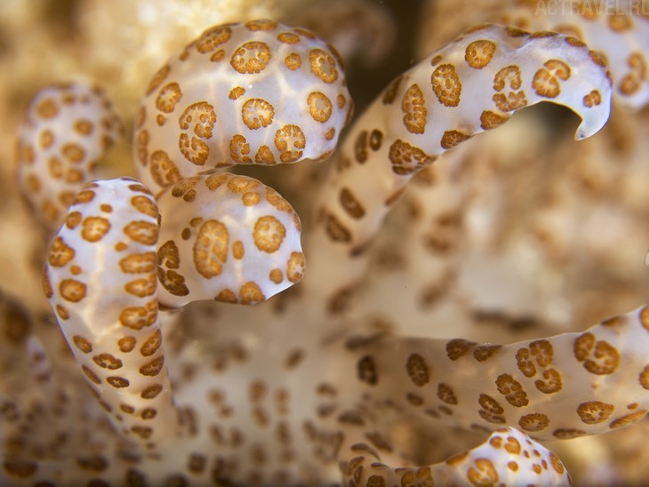 ����������. ����� Mataking The Reef Dive Resort, ������ ��������, ���� �����, ��������