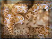 Погружение. Отель Mataking The Reef Dive Resort, остров Матакинг, штат Сабах, Малайзия