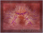 Погружение. Отель Mataking The Reef Dive Resort, остров Матакинг, штат Сабах, Малайзия