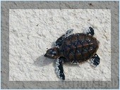 Черепашонок. Отель Mataking The Reef Dive Resort, остров Матакинг, штат Сабах, Малайзия